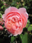 Preview: Die besonders winterharte Englische Rose The Alnwick Rose® syn. Ausgrab® - Rosa The Alnwick Rose® syn. Ausgrab® - rosa - Duft+++ - Austin-Rose - wächst wunderschön buschig und kann auch als Kletterrose gepflanzt werden.