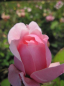 Preview: Englische Rose The Alnwick Rose® syn. Ausgrab® - Rosa The Alnwick Rose® syn. Ausgrab® - rosa - Duft+++ - Austin-Rose - benötigt einen luftigen und sonnigen Standort.