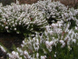 Preview: Erica carnea Schneekuppe1