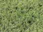 Preview: Euonymus fortunei Emerald Gaiety 2