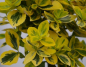 Preview: Goldbunte Kriechspindel Emeraldn Gold 1