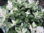 Preview: Euonymus japonicus Hees Pierrolino 1