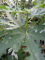 Preview: Ficus carica Ice-Crystal 2