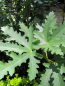 Preview: Ficus carica Ice-Crystal 1