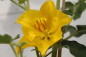 Preview: Fremontodendron 2