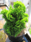 Preview: Chamaecyparis obtusa Aurora 2
