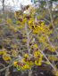 Preview: Hamamelis intermedia Allgold - Zaubernuss - 40-60