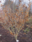 Preview: Hamamelis intermedia Harry4