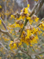 Preview: Hamamelis intermedia James 1