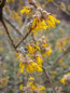 Preview: Hamamelis intermedia James 2