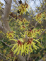 Preview: Hamamelis intermedia Moonlight 2