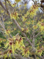 Preview: Hamamelis intermedia Moonlight 3