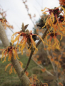 Preview: Zaubernuss Spanish Spider3