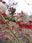 Preview: Hamamelis intermedia Diane 1
