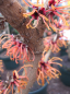 Preview: Hamamelis intermedia Feuerzauber 1