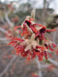 Preview: Hamamelis intermedia Lansing1