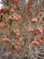 Preview: Hamamelis vernalis Quasimodo 2