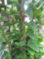 Preview: Hedera helix Erecta 3
