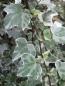 Preview: Hedera helix Glacier 1
