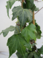 Preview: Hedera helix Green Ripple ist eine immergruene Kletterpflanze