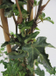 Preview: Hedera helix Ivalace ist perfekt zur Begruenung von Zaunelementen und Mauern