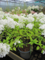 Preview: Hydrangea paniculata Polar Bear 1