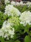 Preview: Hydrangea paniculata Polar Bear 3