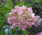 Preview: Hydrangea paniculata Phantom 1