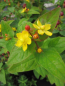 Preview: Hypericum inodorum Arcadia PBR 2