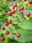 Preview: Hypericum inodorum Arcadia PBR 1