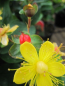 Preview: Hypericum inodorum Magical Pumpkin 3