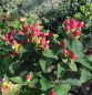 Preview: Hypericum inodorum Magical Red - Rotes Johanniskraut - hat leuchtend gelbe Blüten, die sich ab September zu leuchtend roten Fruchtständen entwickeln.