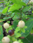 Preview: Hypericum inodorum Magical Sunshine 2