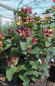 Preview: Hypericum inodorum Magical Universe - Johanniskraut Magical Universe- Mannsblut - blüht von ca. Juni bis August mit gelben Blüten, aus denen sich der rote Fruchtschmuck bildet.