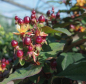 Preview: Hypericum inodorum Magical Universe - Johanniskraut Magical Universe- Mannsblut - benötigt einen halbschattigen bis sonnigen Standort. Die Winterhärte ist besonders gut.