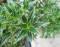 Preview: Ilex aquifolium Myrtifolia 1