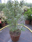 Preview: Ilex aquifolium Myrtifolia 2