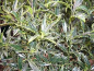 Preview: Ilex aquifolium Myrtifolia 4