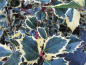 Preview: Ilex aquifolium Rubricaulis Aurea 1