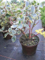 Preview: Ilex aquifolium Rubricaulis Aurea 2