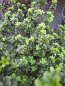 Preview: der Ilex crenata Green Dragon ist eine maennliche pflanze