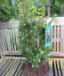 Preview: Ilex crenata Mariesii 1