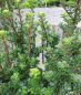 Preview: Bonsai-Ilex