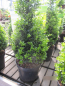Preview: japanischer Bergilex Stokes 1