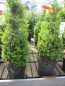 Preview: japanischer Bergilex Stokes 2