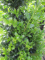 Preview: japanischer Bergilex Stokes 3