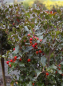 Preview: Ilex meserveae Blue Angel - immergrüne Stechpalme (Stechhülse). Dieser Ilex hat leicht violett gefärbte Triebe und Blätter. Im Garten ein Hingucker.