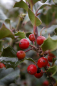 Preview: Ilex meserveae Blue Angel - immergrüne Stechpalme (Stechhülse). Ein immergrüner, sehr winterharter und robuster Ilex. Als Solitärgehölz und als mittelhohe Heckenpflanze geeignet.