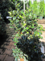 Preview: Ilex meservae Blue Euro - Stechpalme Blue Euro - wächst langsam, pyramidal und aufrecht mit tiefgrünen, glänzenden, leicht bedornten, gewellten Blättern.