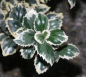 Preview: Ilex meserveae Casanova 1